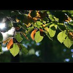 Tonoucí v hladinách změn