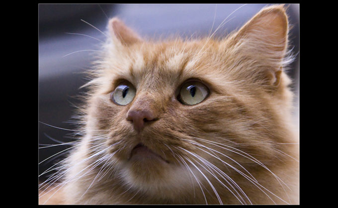 Tigeer
