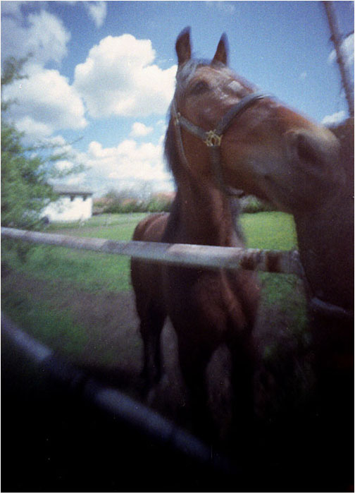 konik ve výběhu