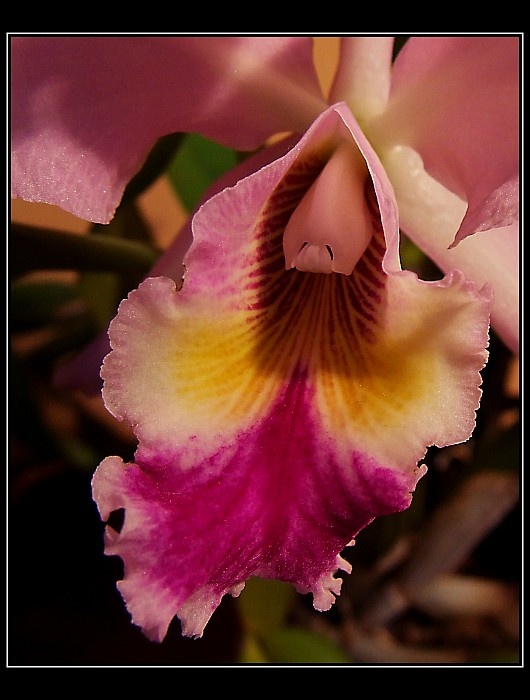 Její Veličenstvo Orchidei