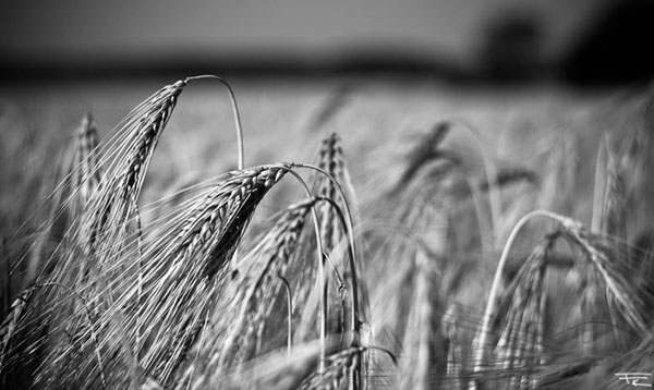 Field of cereals