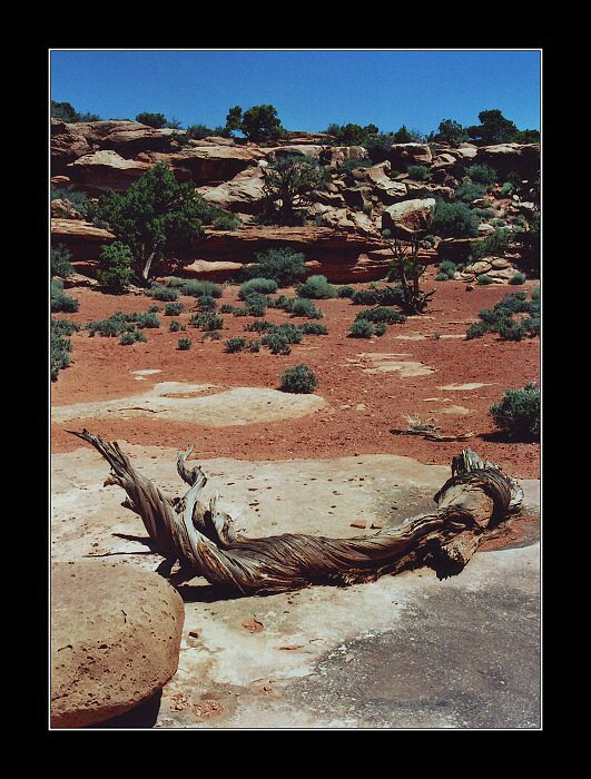 Death horse