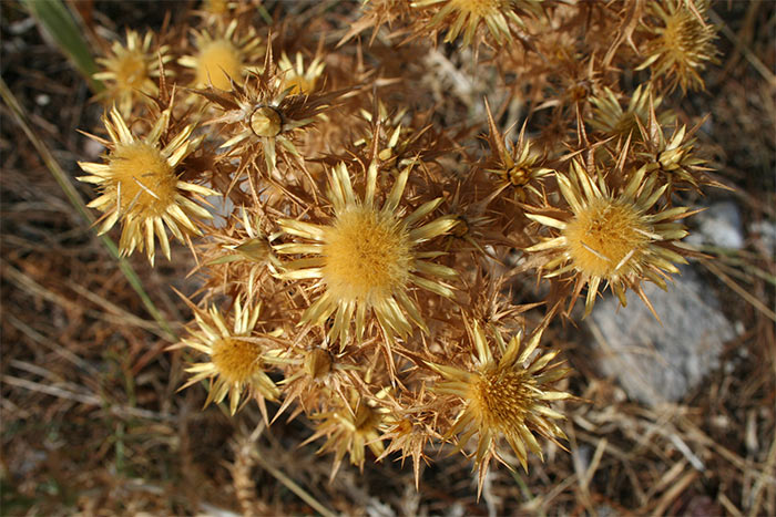 suchá
