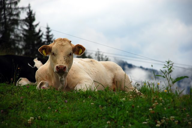 pěkná kravka, ne ?