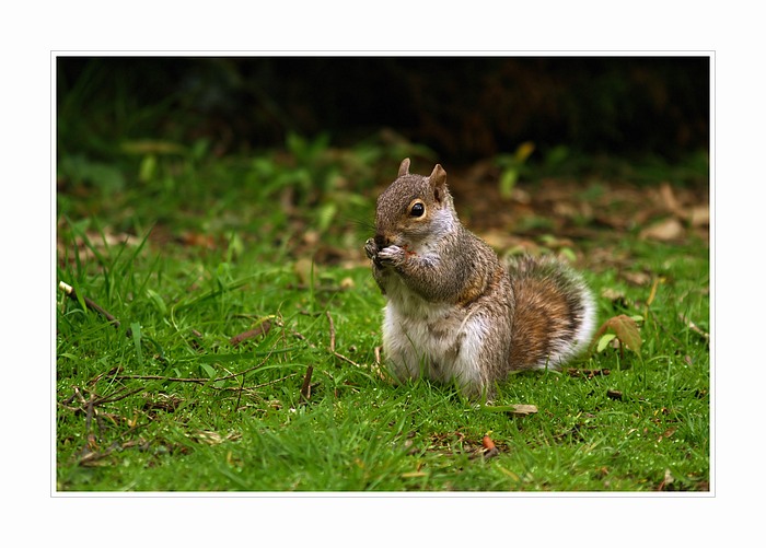 obedik