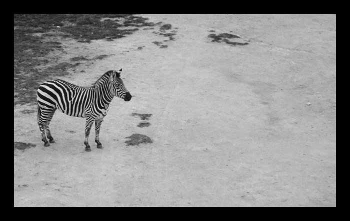 Zebra