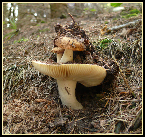 Dvoupatrák