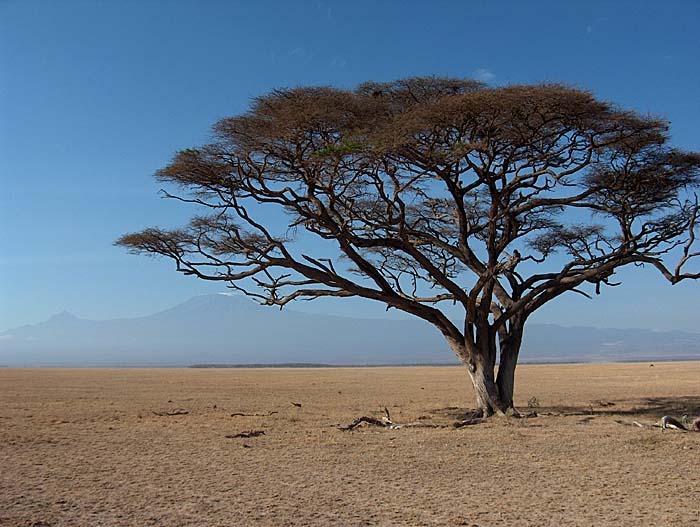 Kilimanjaro