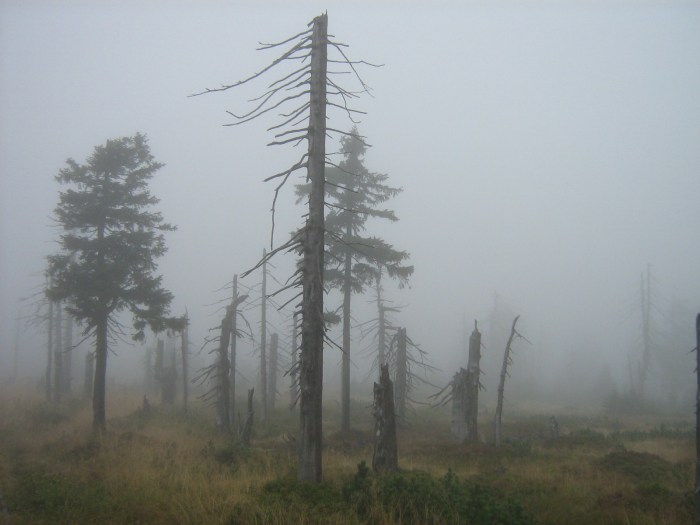 Umírající Krkonoše