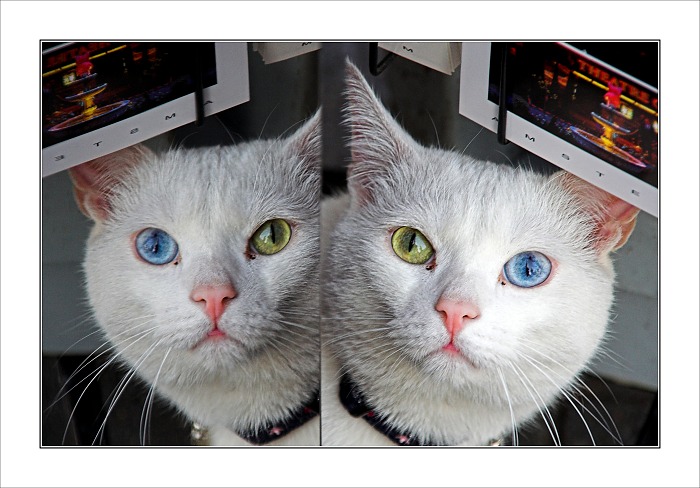 Amsterdam-CAT