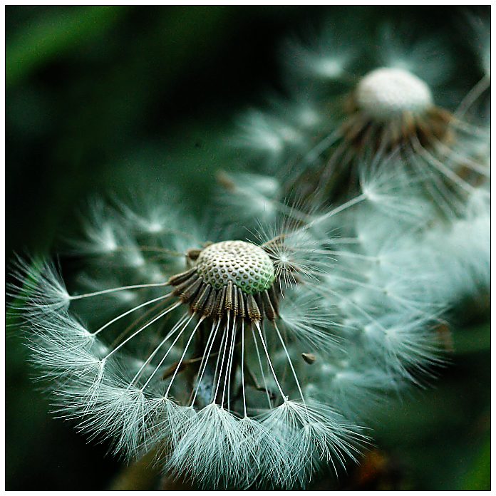 ... pampelišková ...