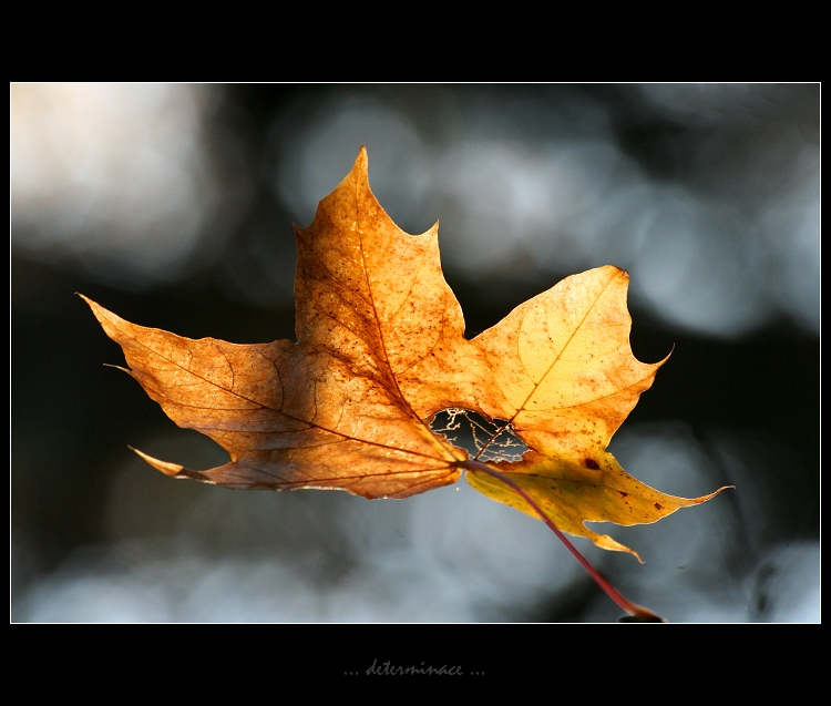 ... determinace ...