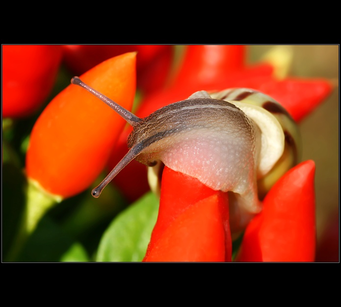 Red hot chilli peppers
