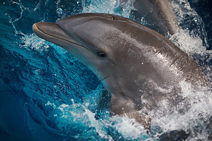 delfin