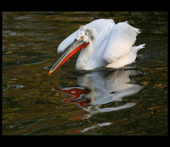 Pelikání odrazovka