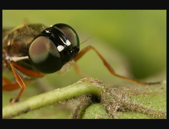 Mistr Béla Hypnózy