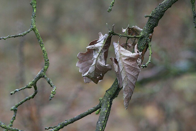 Podzim
