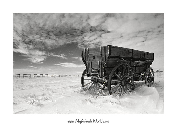 Wagon