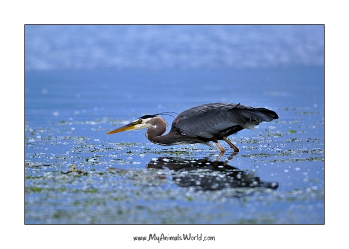 Volavka velka (Ardea herodias)