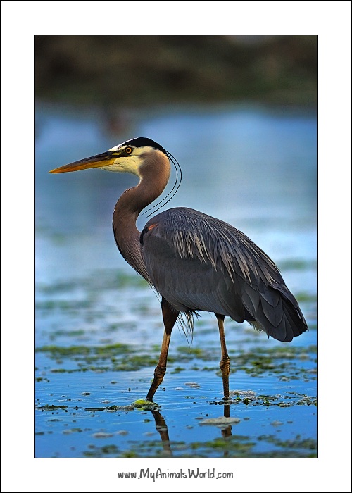 Volavka velka (Ardea herodias)