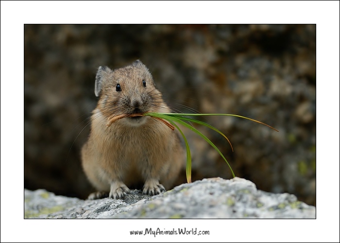 Ochotona princeps (American pika)