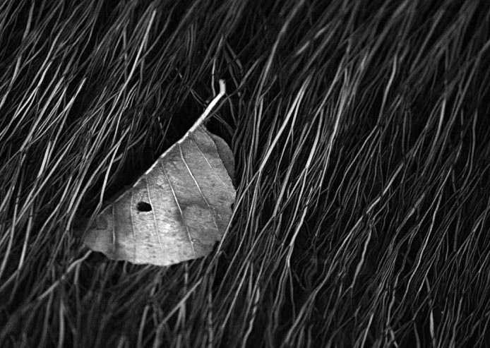 spona ve vlasech říčky Loučky (B/W)