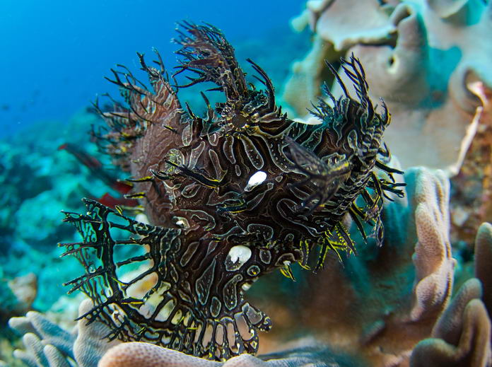 Ropušnice Rhinopias aphanes
