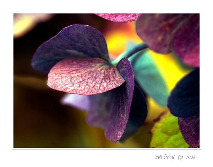 Lístky v barvě vyvedené....