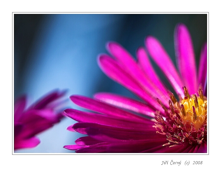 ... jen taková fialová vzpomínka   :o)