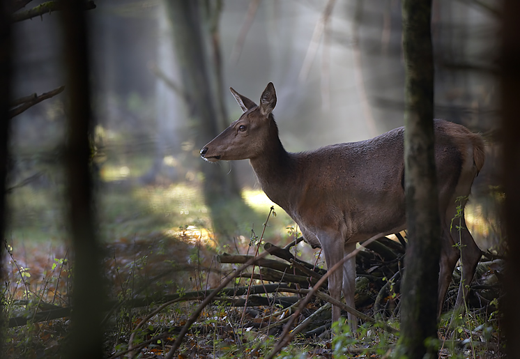 Mladá paní Daňková