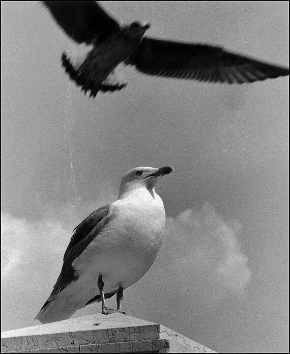 Jonathan Livingston Racek