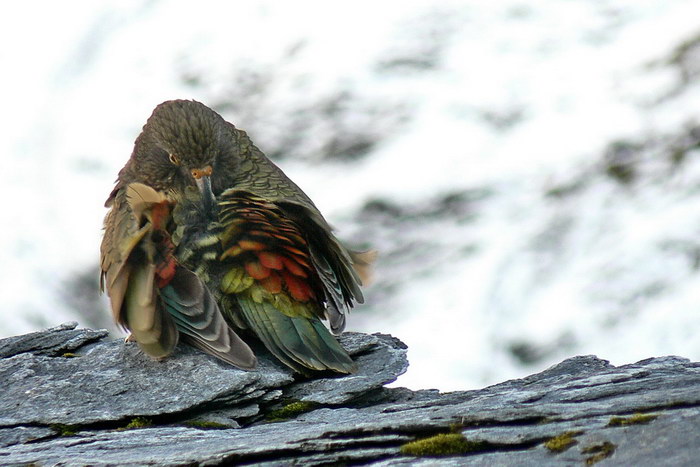 Kea
