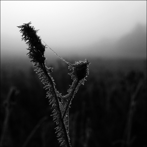..mezi...