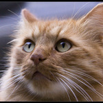 Tigeer