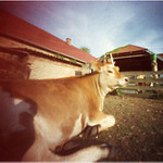 kravička jalovička