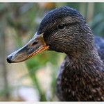 Mám ale smutný vočíčko