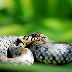 Hadí siesta.... Užovka obojková