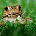 ...Velká tlama na lovu... Ropucha obecná