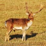 ...Konec daňčí říje...