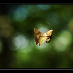 volnost nebo opuštěnost....