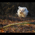 skokan Falco.... :-)