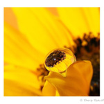 ...Slnečnicová III...