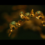 ..Šlechtění špendlíkových hlaviček..