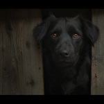 ..Skrytá touha po kořisti..