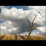 Jiné šumění listů