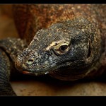 z říše potvor hrozlivých