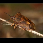  leze, leze až doleze ...