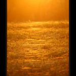 souznění na večer