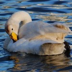 večerní oďobávání