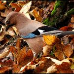 Sojka obecná velká jako holub